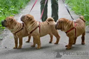 Zdjęcie №4. Sprzedam shar pei w Kaługa. prywatne ogłoszenie - cena - negocjowane