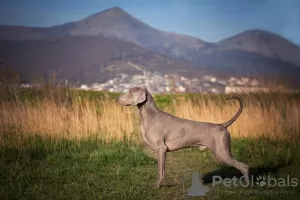 Dodatkowe zdjęcia: Wysokorasowe szczenięta rasy Weimar Hound