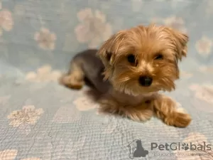 Zdjęcie №2 do zapowiedźy № 105359 na sprzedaż  yorkshire terrier - wkupić się Niemcy hodowca