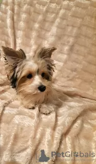 Dodatkowe zdjęcia: Yorkshire Terrier