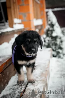 Dodatkowe zdjęcia: Hodowla szczeniąt Khotosho (Buryat Dog) Heritage of Buriatia