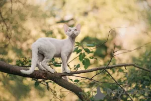 Zdjęcie №1. devon rex - na sprzedaż w Москва | 5606zł | Zapowiedź № 20686