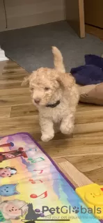 Dodatkowe zdjęcia: Australian labradoodle