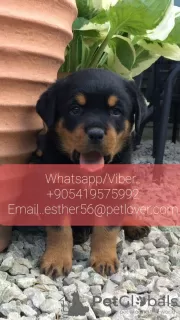 Zdjęcie №1. rottweiler - na sprzedaż w Wołgograd | 1783zł | Zapowiedź №107025