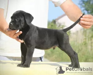 Dodatkowe zdjęcia: Cane Corso szczenięta na sprzedaż