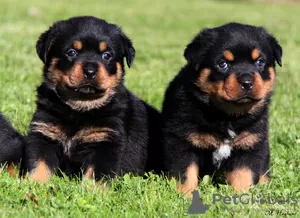 Zdjęcie №1. rottweiler - na sprzedaż w Praga | negocjowane | Zapowiedź №129017