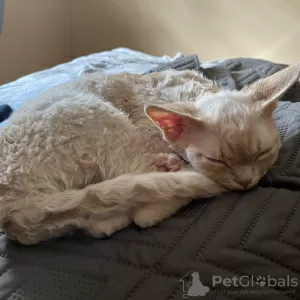 Dodatkowe zdjęcia: Devon Rex Cynamon