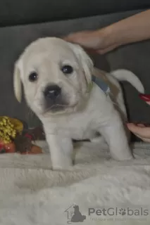 Dodatkowe zdjęcia: Labrador retriever