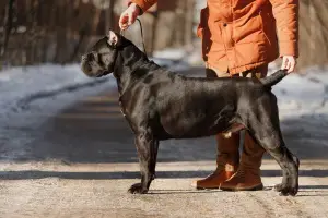 Zdjęcie №1. Usługi krycia - rasa: cane corso. Cena - Negocjowane