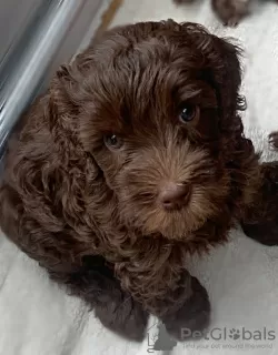 Zdjęcie №3. Australian labradoodle. Wielka Brytania