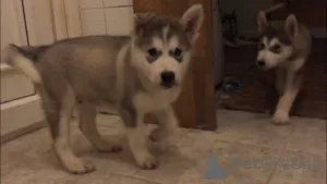 Zdjęcie №3. Alaskan Malamute szczeniaki na sprzedaż. Szwecja