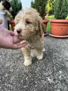 Zdjęcie №2 do zapowiedźy № 53638 na sprzedaż  lagotto romagnolo - wkupić się Serbia prywatne ogłoszenie