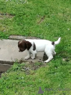 Zdjęcie №2 do zapowiedźy № 129505 na sprzedaż  springer spaniel angielski - wkupić się Holandia 