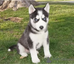 Zdjęcie №1. husky syberyjski - na sprzedaż w Anderlecht | Bezpłatny | Zapowiedź №116726