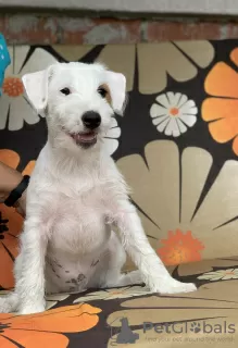 Dodatkowe zdjęcia: szczenięta parson russell terrier