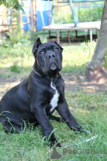 Zdjęcie №2 do zapowiedźy № 20102 na sprzedaż  cane corso - wkupić się Białoruś prywatne ogłoszenie