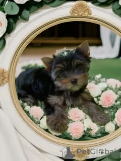 Zdjęcie №1. yorkshire terrier - na sprzedaż w Petersburg | negocjowane | Zapowiedź №94981