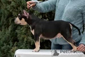 Zdjęcie №1. american bully - na sprzedaż w Rostów nad Donem | negocjowane | Zapowiedź №87116