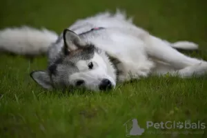 Zdjęcie №4. Sprzedam alaskan malamute w Москва. ze schronu - cena - Bezpłatny