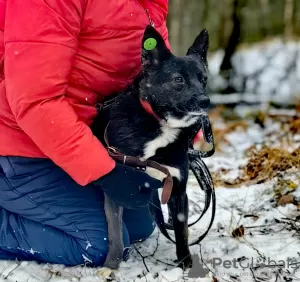 Zdjęcie №2 do zapowiedźy № 130424 na sprzedaż  pies nierasowy - wkupić się Federacja Rosyjska prywatne ogłoszenie