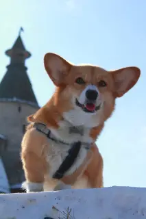 Dodatkowe zdjęcia: Welsh Corgi Pembroke Puppies