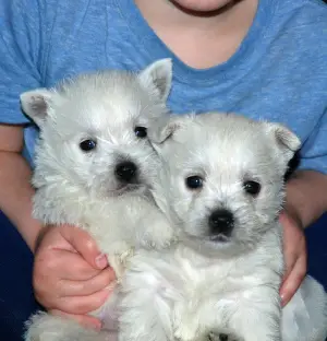 Zdjęcie №1. west highland white terrier - na sprzedaż w Moskwa | 3025zł | Zapowiedź №2497