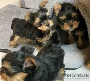 Zdjęcie №1. yorkshire terrier biewer - na sprzedaż w Skövde | 1591zł | Zapowiedź №125805