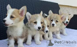 Dodatkowe zdjęcia: Szczenięta Welsh Corgi Pembroke