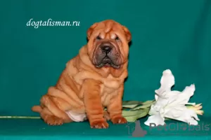 Zdjęcie №3. Szczenięta Shar Pei. Federacja Rosyjska