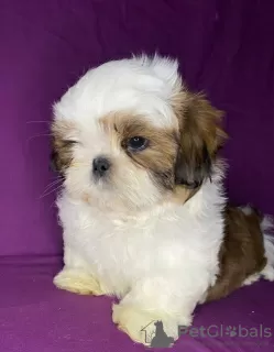 Zdjęcie №1. shih tzu - na sprzedaż w Mińsk | 1644zł | Zapowiedź №89548