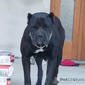 Dodatkowe zdjęcia: Cane Corso szczenięta na sprzedaż