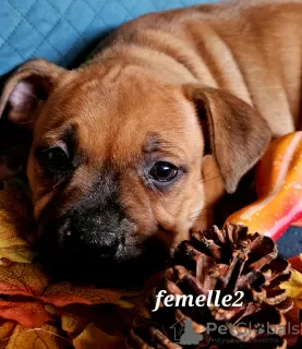 Zdjęcie №3. Szczenięta Staffie. Francja