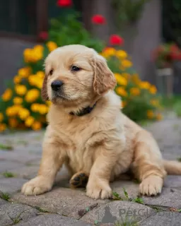 Zdjęcie №2 do zapowiedźy № 70333 na sprzedaż  golden retriever - wkupić się Polska hodowca