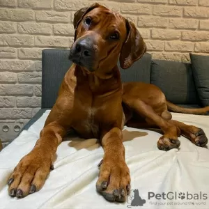 Zdjęcie №4. Sprzedam rhodesian ridgeback w Kraków. hodowca - cena - 10464zł