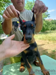 Zdjęcie №4. Sprzedam doberman w Belgrad.  - cena - Bezpłatny