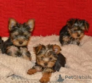 Zdjęcie №1. yorkshire terrier - na sprzedaż w Ivaň | negocjowane | Zapowiedź №96511