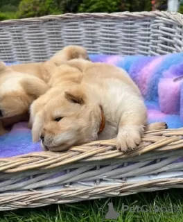 Dodatkowe zdjęcia: KC-registrierte cremefarbene Chow-Chow-Welpen