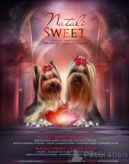 Zdjęcie №1. yorkshire terrier - na sprzedaż w Astrachań | 1547zł | Zapowiedź №58416