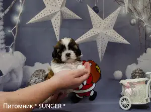 Zdjęcie №1. shih tzu - na sprzedaż w Krivoy Rog | Negocjowane | Zapowiedź №4346