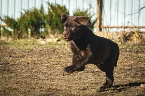 Zdjęcie №4. Sprzedam labrador retriever w Petersburg. od żłobka - cena - 2136zł