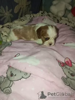 Zdjęcie №2 do zapowiedźy № 128680 na sprzedaż  cavalier king charles spaniel - wkupić się Ukraina prywatne ogłoszenie