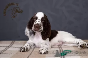 Zdjęcie №2 do zapowiedźy № 11174 na sprzedaż  springer spaniel angielski - wkupić się Ukraina hodowca