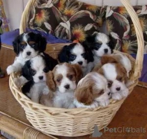 Zdjęcie №1. cavalier king charles spaniel - na sprzedaż w Quinyambie | negocjowane | Zapowiedź №51481