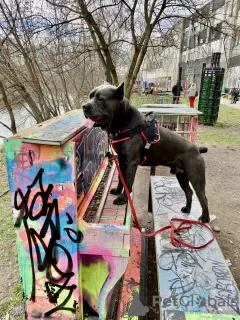 Dodatkowe zdjęcia: robienie na drutach. Samiec Cane Corso