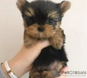 Zdjęcie №1. yorkshire terrier - na sprzedaż w Berlin | Bezpłatny | Zapowiedź №95717