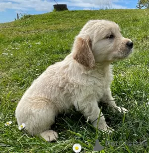 Zdjęcie №2 do zapowiedźy № 41480 na sprzedaż  golden retriever - wkupić się Niemcy prywatne ogłoszenie