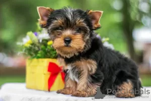 Zdjęcie №2 do zapowiedźy № 82896 na sprzedaż  yorkshire terrier - wkupić się Izrael 