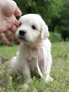 Dodatkowe zdjęcia: szczenięta golden retrievera