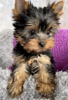 Zdjęcie №1. yorkshire terrier - na sprzedaż w Hannover | 1109zł | Zapowiedź №43027