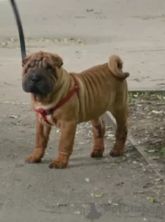 Zdjęcie №2 do zapowiedźy № 52635 na sprzedaż  shar pei - wkupić się Federacja Rosyjska prywatne ogłoszenie